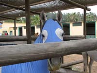 /international/2006Walvisbay/images/Stabling/thumbnails/walvis2 026.jpg